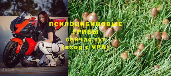 ГАЛЛЮЦИНОГЕННЫЕ ГРИБЫ Аркадак